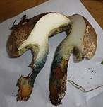 Starkblauender Rotfußröhrling, Foto 15