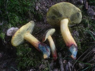 Starkblauender Rotfußröhrling, Foto 5