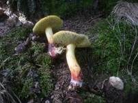 Starkblauender Rotfußröhrling, Foto 11