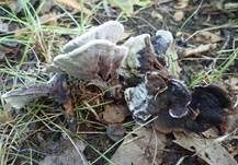 Starkriechender Duftstacheling, Foto 14