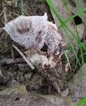 Starkriechender Duftstacheling, Foto 15