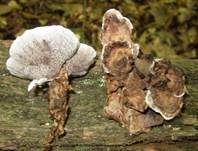 Starkriechender Duftstacheling, Foto 18