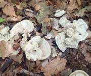 Starkriechender Duftstacheling, Foto 20