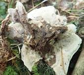 Starkriechender Duftstacheling, Foto 21
