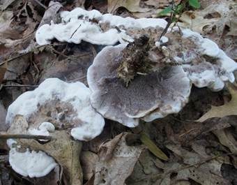 Starkriechender Duftstacheling, Foto 4