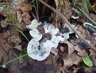 Starkriechender Duftstacheling, Foto 22
