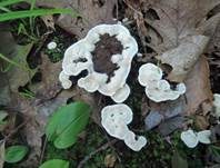 Starkriechender Duftstacheling, Foto 7