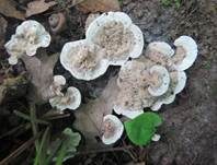 Starkriechender Duftstacheling, Foto 10