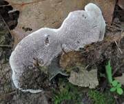 Starkriechender Duftstacheling, Foto 11