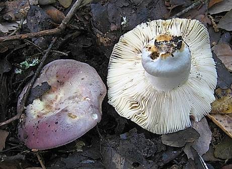 Starkriechender Heringstäubling, Foto 2