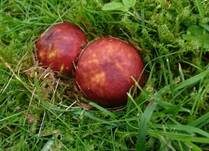 Starkriechender Heringstäubling, Foto 22