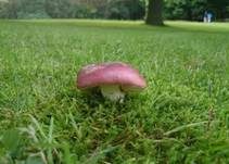 Starkriechender Heringstäubling, Foto 24