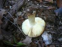 Starkriechender Heringstäubling, Foto 6