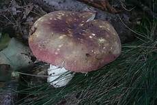 Starkriechender Heringstäubling, Foto 7