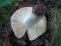 Starkriechender Heringstäubling, Foto 8