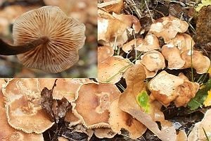 Starkriechender Rübling, Foto 1