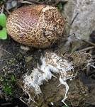 Starkwurzelnder Hartbovist, Foto 6