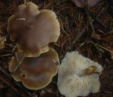Starrer Trichterling, Foto 4