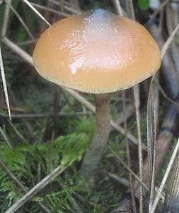 Stattlicher Kahlkopf, Foto 3