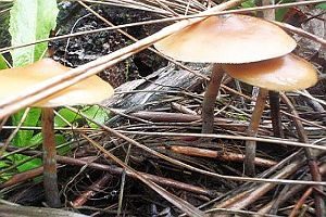 Stattlicher Kahlkopf, Foto 1