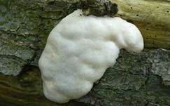 Stäublings-Schleimpilz, Foto 24