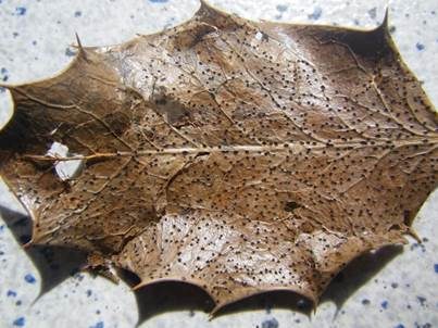 Stechpalmen-Deckelbecherchen, Foto 2