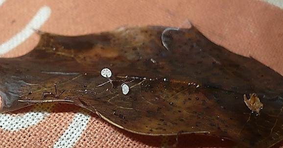 Stechpalmenschwindling, Foto 4