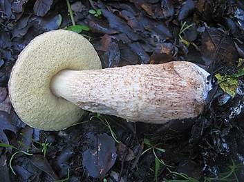 Steineichenraufuß, Foto 3