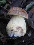 Steineichenraufuß, Foto 6