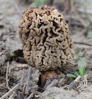 Steppenmorchel, Foto 3