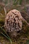 Steppenmorchel, Foto 11