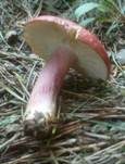Blutroter Täubling, Foto 13