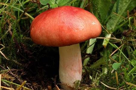 Blutroter Täubling, Foto 4
