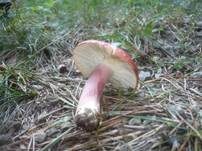 Blutroter Täubling, Foto 11