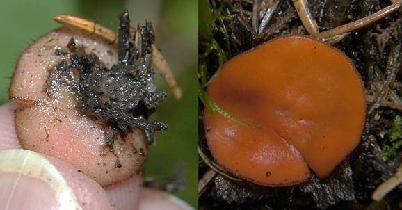Sternsporiger Schildborstling, Foto 2