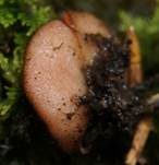Sternsporiger Schildborstling, Foto 7