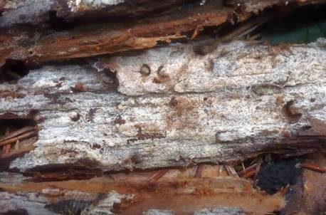 Sternsporiger Spinnweb-Rindenpilz, Foto 4