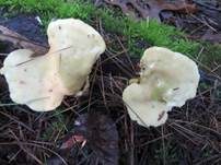 Stielsaftporling, Foto 13