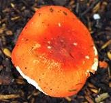 Stielverfärbender Täubling, Foto 5