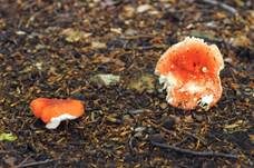 Stielverfärbender Täubling, Foto 8