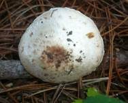 Stinkegerling, Foto 13