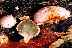 Stinkende Gallertnuss, Foto 1
