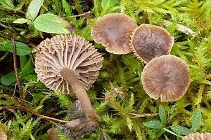 Stinkender Samtschneckling, Foto 1