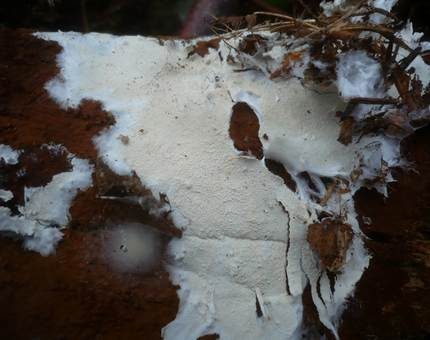 Stinkender Stachelsporling, Foto 3