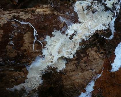 Stinkender Stachelsporling, Foto 4