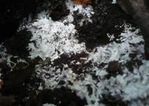 Stinkender Stachelsporling, Foto 5