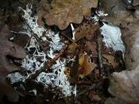 Stinkender Stachelsporling, Foto 6