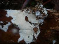Stinkender Stachelsporling, Foto 7