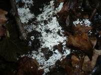 Stinkender Stachelsporling, Foto 8