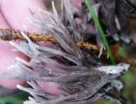 Stinkender Warzenpilz, Foto 12